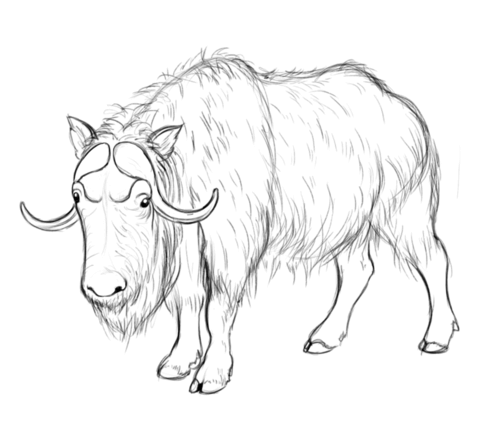 Musk Ox Coloring Page